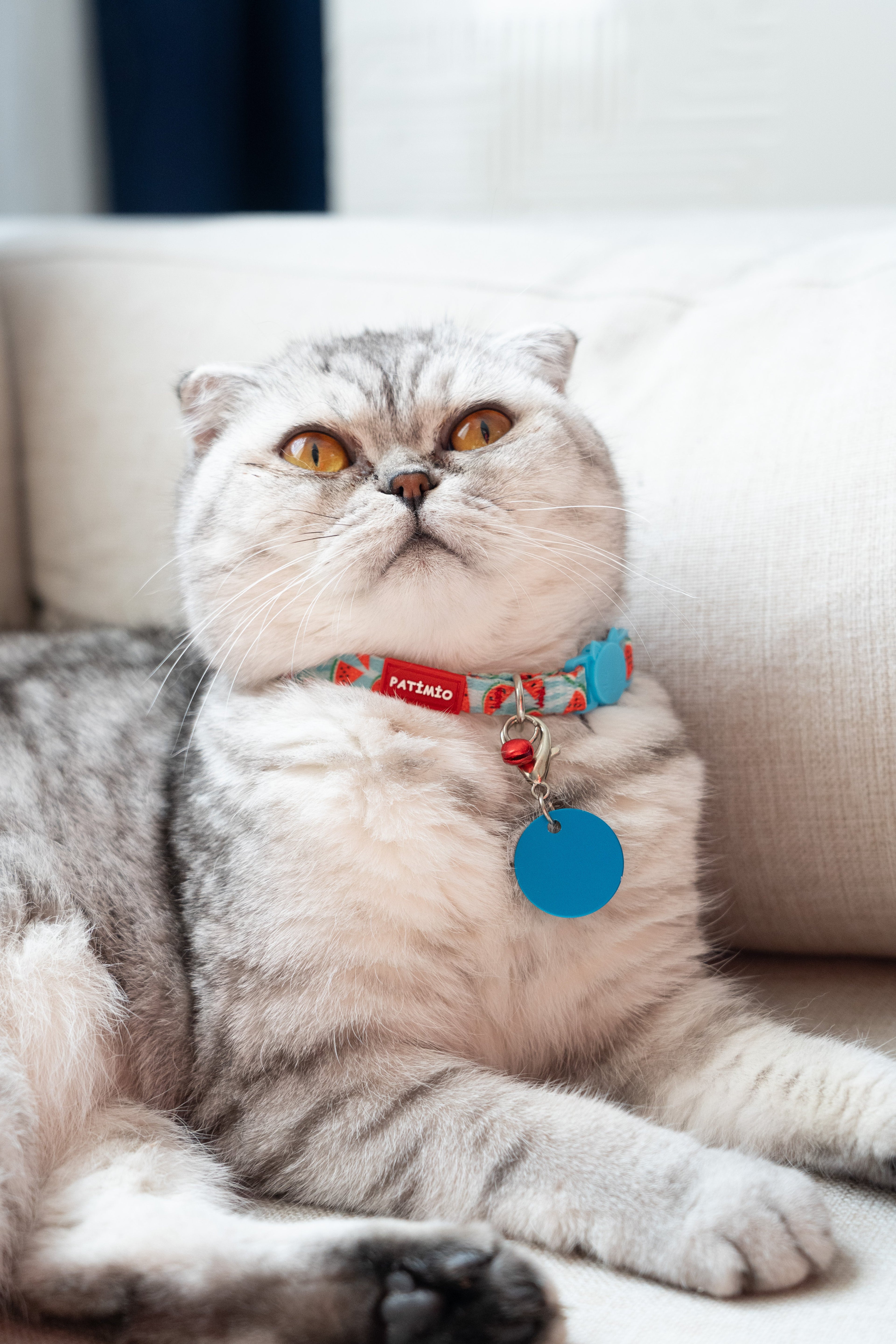 İsimli Kedi Tasmaları