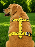 İsme Özel Yellow Boom Model Köpek Göğüs Tasması