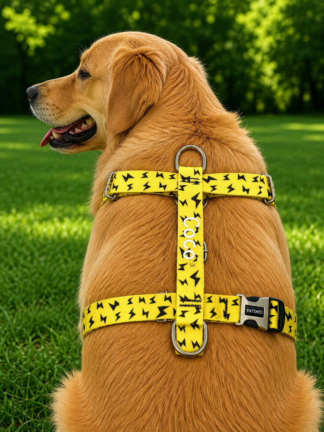 İsme Özel Yellow Boom Model Köpek Göğüs Tasması