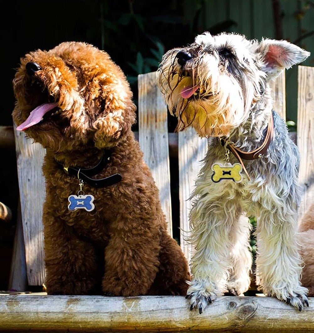İsme Özel Çelik Kedi Köpek İsimlik Künyesi Kırmızı Glitter