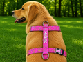 İsme Özel Ice Cream Model Köpek Göğüs Tasması