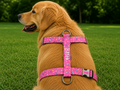 İsme Özel Pink Bones Model Köpek Göğüs Tasması